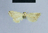  (Eublemma wiltshirei - BC ZSM Lep 54693)  @12 [ ] CreativeCommons - Attribution Non-Commercial Share-Alike (2014) Axel Hausmann/Bavarian State Collection of Zoology (ZSM) SNSB, Zoologische Staatssammlung Muenchen