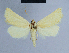  (Eublemma uniformis - BC ZSM Lep 54695)  @13 [ ] CreativeCommons - Attribution Non-Commercial Share-Alike (2014) Axel Hausmann/Bavarian State Collection of Zoology (ZSM) SNSB, Zoologische Staatssammlung Muenchen