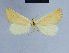  ( - BC ZSM Lep 54696)  @13 [ ] CreativeCommons - Attribution Non-Commercial Share-Alike (2014) Axel Hausmann/Bavarian State Collection of Zoology (ZSM) SNSB, Zoologische Staatssammlung Muenchen