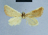  ( - BC ZSM Lep 54697)  @12 [ ] CreativeCommons - Attribution Non-Commercial Share-Alike (2014) Axel Hausmann/Bavarian State Collection of Zoology (ZSM) SNSB, Zoologische Staatssammlung Muenchen