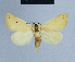  (Eublemma deserta - BC ZSM Lep 54701)  @14 [ ] CreativeCommons - Attribution Non-Commercial Share-Alike (2014) Axel Hausmann/Bavarian State Collection of Zoology (ZSM) SNSB, Zoologische Staatssammlung Muenchen