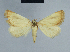  ( - BC ZSM Lep 54719)  @11 [ ] CreativeCommons - Attribution Non-Commercial Share-Alike (2014) Axel Hausmann/Bavarian State Collection of Zoology (ZSM) SNSB, Zoologische Staatssammlung Muenchen