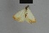 (Eublemma virginalis - BC ZSM Lep 54721)  @12 [ ] CreativeCommons - Attribution Non-Commercial Share-Alike (2014) Axel Hausmann/Bavarian State Collection of Zoology (ZSM) SNSB, Zoologische Staatssammlung Muenchen