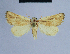  ( - BC ZSM Lep 54723)  @13 [ ] CreativeCommons - Attribution Non-Commercial Share-Alike (2014) Axel Hausmann/Bavarian State Collection of Zoology (ZSM) SNSB, Zoologische Staatssammlung Muenchen