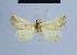  ( - BC ZSM Lep 54724)  @12 [ ] CreativeCommons - Attribution Non-Commercial Share-Alike (2014) Axel Hausmann/Bavarian State Collection of Zoology (ZSM) SNSB, Zoologische Staatssammlung Muenchen
