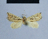  ( - BC ZSM Lep 54725)  @12 [ ] CreativeCommons - Attribution Non-Commercial Share-Alike (2014) Axel Hausmann/Bavarian State Collection of Zoology (ZSM) SNSB, Zoologische Staatssammlung Muenchen