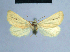  ( - BC ZSM Lep 54726)  @12 [ ] CreativeCommons - Attribution Non-Commercial Share-Alike (2014) Axel Hausmann/Bavarian State Collection of Zoology (ZSM) SNSB, Zoologische Staatssammlung Muenchen
