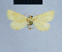  (Eublemma cornutus - BC ZSM Lep 54727)  @13 [ ] CreativeCommons - Attribution Non-Commercial Share-Alike (2014) Axel Hausmann/Bavarian State Collection of Zoology (ZSM) SNSB, Zoologische Staatssammlung Muenchen
