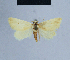  ( - BC ZSM Lep 54728)  @13 [ ] CreativeCommons - Attribution Non-Commercial Share-Alike (2014) Axel Hausmann/Bavarian State Collection of Zoology (ZSM) SNSB, Zoologische Staatssammlung Muenchen