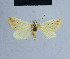  ( - BC ZSM Lep 54729)  @13 [ ] CreativeCommons - Attribution Non-Commercial Share-Alike (2014) Axel Hausmann/Bavarian State Collection of Zoology (ZSM) SNSB, Zoologische Staatssammlung Muenchen