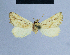 ( - BC ZSM Lep 54730)  @12 [ ] CreativeCommons - Attribution Non-Commercial Share-Alike (2014) Axel Hausmann/Bavarian State Collection of Zoology (ZSM) SNSB, Zoologische Staatssammlung Muenchen