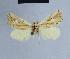  ( - BC ZSM Lep 54731)  @12 [ ] CreativeCommons - Attribution Non-Commercial Share-Alike (2014) Axel Hausmann/Bavarian State Collection of Zoology (ZSM) SNSB, Zoologische Staatssammlung Muenchen