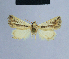  ( - BC ZSM Lep 54732)  @12 [ ] CreativeCommons - Attribution Non-Commercial Share-Alike (2014) Axel Hausmann/Bavarian State Collection of Zoology (ZSM) SNSB, Zoologische Staatssammlung Muenchen