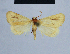  ( - BC ZSM Lep 54733)  @11 [ ] CreativeCommons - Attribution Non-Commercial Share-Alike (2014) Axel Hausmann/Bavarian State Collection of Zoology (ZSM) SNSB, Zoologische Staatssammlung Muenchen