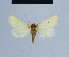  ( - BC ZSM Lep 54734)  @13 [ ] CreativeCommons - Attribution Non-Commercial Share-Alike (2014) Axel Hausmann/Bavarian State Collection of Zoology (ZSM) SNSB, Zoologische Staatssammlung Muenchen