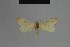 ( - BC ZSM Lep 54735)  @12 [ ] CreativeCommons - Attribution Non-Commercial Share-Alike (2014) Axel Hausmann/Bavarian State Collection of Zoology (ZSM) SNSB, Zoologische Staatssammlung Muenchen