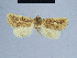  (Eublemma bistellata - BC ZSM Lep 54736)  @12 [ ] CreativeCommons - Attribution Non-Commercial Share-Alike (2014) Axel Hausmann/Bavarian State Collection of Zoology (ZSM) SNSB, Zoologische Staatssammlung Muenchen