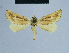  ( - BC ZSM Lep 54737)  @13 [ ] CreativeCommons - Attribution Non-Commercial Share-Alike (2014) Axel Hausmann/Bavarian State Collection of Zoology (ZSM) SNSB, Zoologische Staatssammlung Muenchen