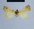  ( - BC ZSM Lep 54738)  @12 [ ] CreativeCommons - Attribution Non-Commercial Share-Alike (2014) Axel Hausmann/Bavarian State Collection of Zoology (ZSM) SNSB, Zoologische Staatssammlung Muenchen