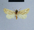  (Eublemma subflaviceps - BC ZSM Lep 54739)  @13 [ ] CreativeCommons - Attribution Non-Commercial Share-Alike (2014) Axel Hausmann/Bavarian State Collection of Zoology (ZSM) SNSB, Zoologische Staatssammlung Muenchen