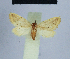  ( - BC ZSM Lep 54740)  @11 [ ] CreativeCommons - Attribution Non-Commercial Share-Alike (2014) Axel Hausmann/Bavarian State Collection of Zoology (ZSM) SNSB, Zoologische Staatssammlung Muenchen