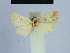  (Eublemma tomentalis - BC ZSM Lep 54741)  @12 [ ] CreativeCommons - Attribution Non-Commercial Share-Alike (2014) Axel Hausmann/Bavarian State Collection of Zoology (ZSM) SNSB, Zoologische Staatssammlung Muenchen