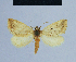  ( - BC ZSM Lep 54742)  @11 [ ] CreativeCommons - Attribution Non-Commercial Share-Alike (2014) Axel Hausmann/Bavarian State Collection of Zoology (ZSM) SNSB, Zoologische Staatssammlung Muenchen