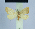  ( - BC ZSM Lep 54743)  @11 [ ] CreativeCommons - Attribution Non-Commercial Share-Alike (2014) Axel Hausmann/Bavarian State Collection of Zoology (ZSM) SNSB, Zoologische Staatssammlung Muenchen
