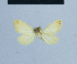  (Eublemma minimalis - BC ZSM Lep 54744)  @12 [ ] CreativeCommons - Attribution Non-Commercial Share-Alike (2014) Axel Hausmann/Bavarian State Collection of Zoology (ZSM) SNSB, Zoologische Staatssammlung Muenchen