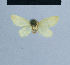  ( - BC ZSM Lep 54745)  @11 [ ] CreativeCommons - Attribution Non-Commercial Share-Alike (2014) Axel Hausmann/Bavarian State Collection of Zoology (ZSM) SNSB, Zoologische Staatssammlung Muenchen