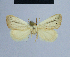  (Eublemma skoui - BC ZSM Lep 54749)  @13 [ ] CreativeCommons - Attribution Non-Commercial Share-Alike (2014) Axel Hausmann/Bavarian State Collection of Zoology (ZSM) SNSB, Zoologische Staatssammlung Muenchen