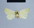  ( - BC ZSM Lep 54750)  @13 [ ] CreativeCommons - Attribution Non-Commercial Share-Alike (2014) Axel Hausmann/Bavarian State Collection of Zoology (ZSM) SNSB, Zoologische Staatssammlung Muenchen