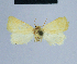  (Eublemma similis - BC ZSM Lep 54751)  @13 [ ] CreativeCommons - Attribution Non-Commercial Share-Alike (2014) Axel Hausmann/Bavarian State Collection of Zoology (ZSM) SNSB, Zoologische Staatssammlung Muenchen