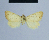  ( - BC ZSM Lep 54753)  @13 [ ] CreativeCommons - Attribution Non-Commercial Share-Alike (2014) Axel Hausmann/Bavarian State Collection of Zoology (ZSM) SNSB, Zoologische Staatssammlung Muenchen
