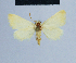  (Eublemma goateri - BC ZSM Lep 54757)  @13 [ ] CreativeCommons - Attribution Non-Commercial Share-Alike (2014) Axel Hausmann/Bavarian State Collection of Zoology (ZSM) SNSB, Zoologische Staatssammlung Muenchen