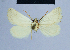  (Eublemma subvenata - BC ZSM Lep 54758)  @12 [ ] CreativeCommons - Attribution Non-Commercial Share-Alike (2014) Axel Hausmann/Bavarian State Collection of Zoology (ZSM) SNSB, Zoologische Staatssammlung Muenchen