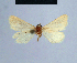  ( - BC ZSM Lep 54759)  @12 [ ] CreativeCommons - Attribution Non-Commercial Share-Alike (2014) Axel Hausmann/Bavarian State Collection of Zoology (ZSM) SNSB, Zoologische Staatssammlung Muenchen