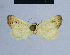  (Eublemma incognita - BC ZSM Lep 54760)  @13 [ ] CreativeCommons - Attribution Non-Commercial Share-Alike (2014) Axel Hausmann/Bavarian State Collection of Zoology (ZSM) SNSB, Zoologische Staatssammlung Muenchen