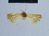  ( - BC ZSM Lep 54761)  @11 [ ] CreativeCommons - Attribution Non-Commercial Share-Alike (2014) Axel Hausmann/Bavarian State Collection of Zoology (ZSM) SNSB, Zoologische Staatssammlung Muenchen
