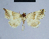  (Eublemma leucota - BC ZSM Lep 54762)  @13 [ ] CreativeCommons - Attribution Non-Commercial Share-Alike (2014) Axel Hausmann/Bavarian State Collection of Zoology (ZSM) SNSB, Zoologische Staatssammlung Muenchen