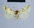  (Eublemma siticulosa - BC ZSM Lep 54763)  @13 [ ] CreativeCommons - Attribution Non-Commercial Share-Alike (2014) Axel Hausmann/Bavarian State Collection of Zoology (ZSM) SNSB, Zoologische Staatssammlung Muenchen
