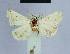  ( - BC ZSM Lep 54767)  @12 [ ] CreativeCommons - Attribution Non-Commercial Share-Alike (2014) Axel Hausmann/Bavarian State Collection of Zoology (ZSM) SNSB, Zoologische Staatssammlung Muenchen