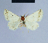  ( - BC ZSM Lep 54768)  @12 [ ] CreativeCommons - Attribution Non-Commercial Share-Alike (2014) Axel Hausmann/Bavarian State Collection of Zoology (ZSM) SNSB, Zoologische Staatssammlung Muenchen