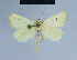  ( - BC ZSM Lep 54769)  @13 [ ] CreativeCommons - Attribution Non-Commercial Share-Alike (2014) Axel Hausmann/Bavarian State Collection of Zoology (ZSM) SNSB, Zoologische Staatssammlung Muenchen