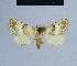  (Eublemma taifensis - BC ZSM Lep 54775)  @13 [ ] CreativeCommons - Attribution Non-Commercial Share-Alike (2014) Axel Hausmann/Bavarian State Collection of Zoology (ZSM) SNSB, Zoologische Staatssammlung Muenchen