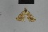  (Eublemma permixta - BC ZSM Lep 54776)  @12 [ ] CreativeCommons - Attribution Non-Commercial Share-Alike (2014) Axel Hausmann/Bavarian State Collection of Zoology (ZSM) SNSB, Zoologische Staatssammlung Muenchen