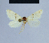  (Eublemma deleta - BC ZSM Lep 54777)  @11 [ ] CreativeCommons - Attribution Non-Commercial Share-Alike (2014) Axel Hausmann/Bavarian State Collection of Zoology (ZSM) SNSB, Zoologische Staatssammlung Muenchen
