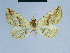  ( - BC ZSM Lep 54778)  @12 [ ] CreativeCommons - Attribution Non-Commercial Share-Alike (2014) Axel Hausmann/Bavarian State Collection of Zoology (ZSM) SNSB, Zoologische Staatssammlung Muenchen