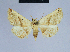  (Eublemma mediana - BC ZSM Lep 54779)  @13 [ ] CreativeCommons - Attribution Non-Commercial Share-Alike (2014) Axel Hausmann/Bavarian State Collection of Zoology (ZSM) SNSB, Zoologische Staatssammlung Muenchen