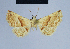  ( - BC ZSM Lep 54780)  @11 [ ] CreativeCommons - Attribution Non-Commercial Share-Alike (2014) Axel Hausmann/Bavarian State Collection of Zoology (ZSM) SNSB, Zoologische Staatssammlung Muenchen